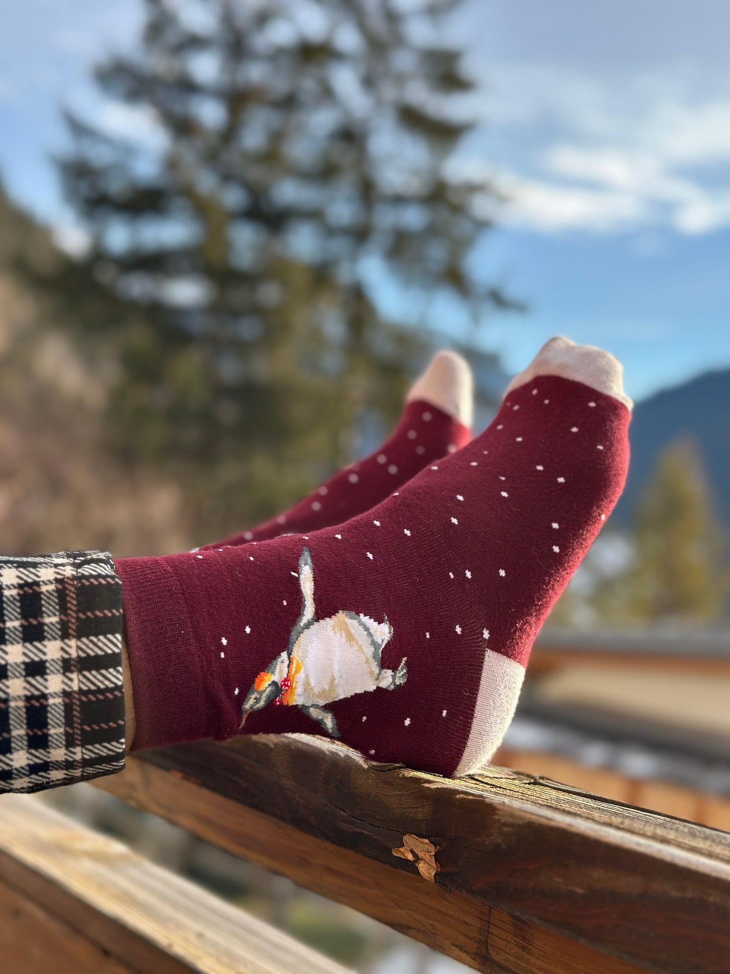 Wrendale Designs Männersocken Pinguin "Christmas King" Gr. 40-46