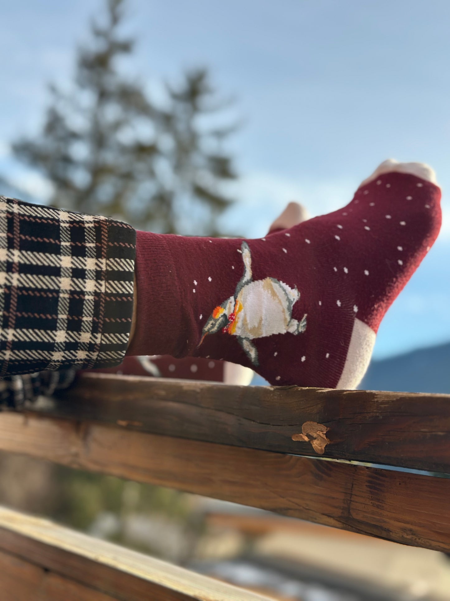 Wrendale Designs Männersocken Pinguin "Christmas King" Gr. 40-46